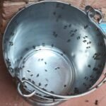 पश्चिम बंगाल के बांकूड़ा मे मक्खीयों का आतंक…