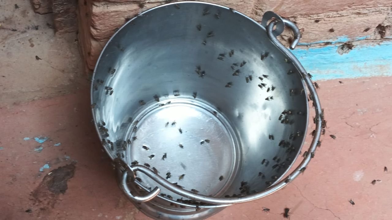 पश्चिम बंगाल के बांकूड़ा मे मक्खीयों का आतंक…