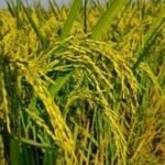 जिले को मिला 1600 क्विंटल धान बीज का आवंटन…