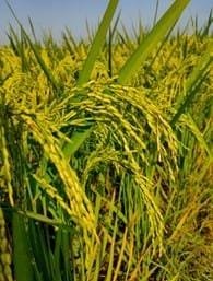 जिले को मिला 1600 क्विंटल धान बीज का आवंटन…