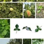 सावधान! सावधान! सावधान! शिव अराधना के लिए बेल पत्ते तोड़कर कहीं अपना नुकसान तो नहीं कर रहे हैं…