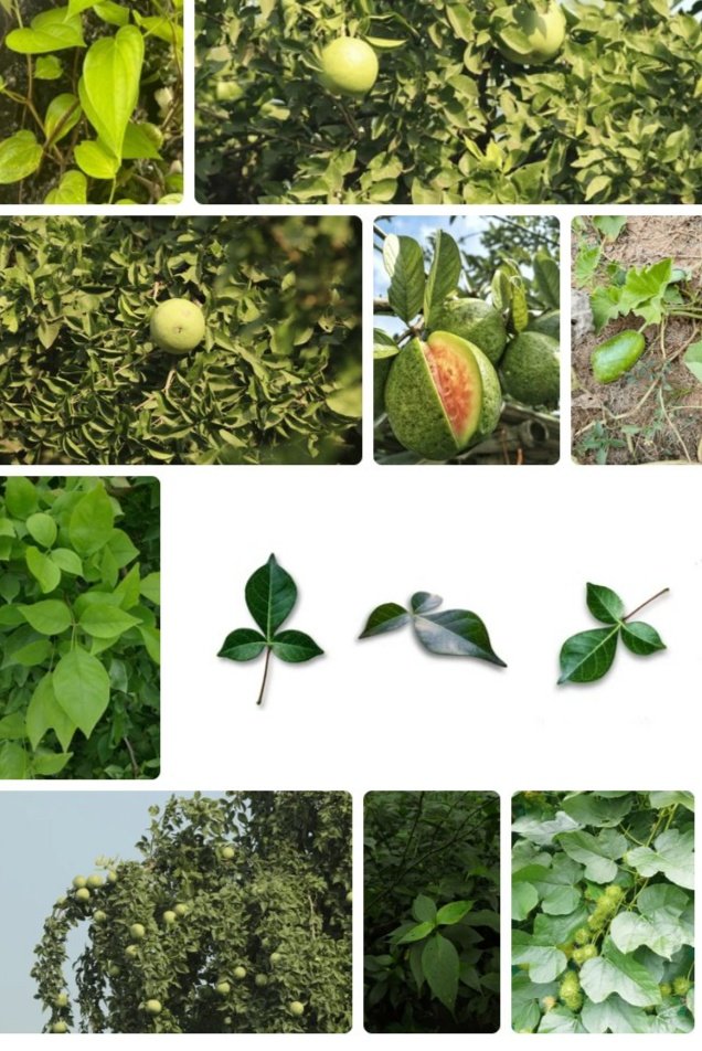 सावधान! सावधान! सावधान! शिव अराधना के लिए बेल पत्ते तोड़कर कहीं अपना नुकसान तो नहीं कर रहे हैं…