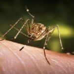 जापानी इंसेफेलाइटिस से पीड़ित गोधर की बच्ची की मौत…