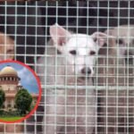 आवारा कुत्तों के कारण बच्चों की हो रही है मौत, सॉलिसिटर जनरल ने सुप्रीम कोर्ट से कहा…