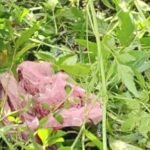 आसनसोल काली पहाड़ी के जंगल मे मिला नवजात शिशु का शव, नोंच कर खा रहे थे कुत्ते…