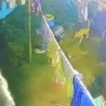 राजधानी रांची में बाघ की एंट्री, कटहल मोड़ इलाके में घर के अंदर घूमता दिखा…