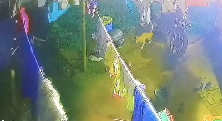 राजधानी रांची में बाघ की एंट्री, कटहल मोड़ इलाके में घर के अंदर घूमता दिखा…