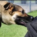 रांची में पागल कुत्ते का आतंक, 17 लोग घायल…