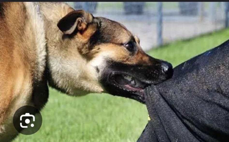 रांची में पागल कुत्ते का आतंक, 17 लोग घायल…