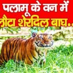 पलामू के वन में लौटा शेरदिल बाघ……