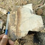 पाकुड़ में करोड़ों वर्ष पुराने लीफ इम्प्रैशन जीवाश्म मिले, वन विभाग ने शुरू किया संरक्षण कार्य…