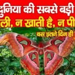 दुनिया की सबसे बड़ी तितली, न खाती है, न पीती है, बस इतने दिन ही जिंदा…