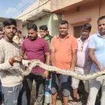 खाद से मिला 8 फिट का अजगर, पूर्व मुखिया ने किया रेस्कीयू…