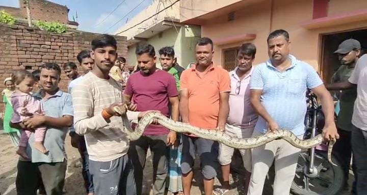 खाद से मिला 8 फिट का अजगर, पूर्व मुखिया ने किया रेस्कीयू…