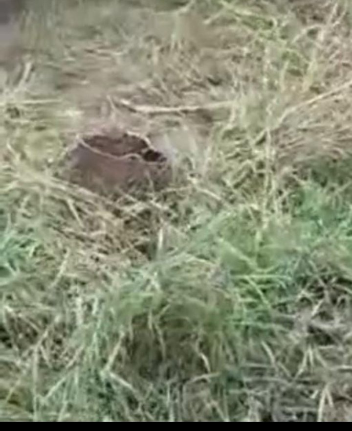 जामाडोबा जल सयंत्र मे लगे बिजली विभाग का आठ पोल जड़ से काट ले गए…