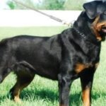 अक्तूबर में एसएनएमएमसीएच पहुंचे 2878 मरीज, आधे से ज्यादा पालतू कुत्ते के काटने के शिकार…