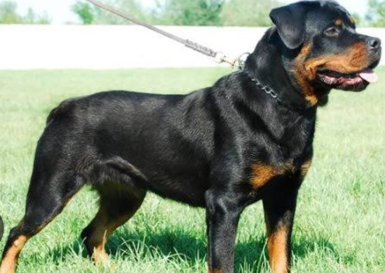 अक्तूबर में एसएनएमएमसीएच पहुंचे 2878 मरीज, आधे से ज्यादा पालतू कुत्ते के काटने के शिकार…