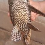 तालाब में मिली चार आंखों वाली दुर्लभ अमेरिकन कैट फिश…