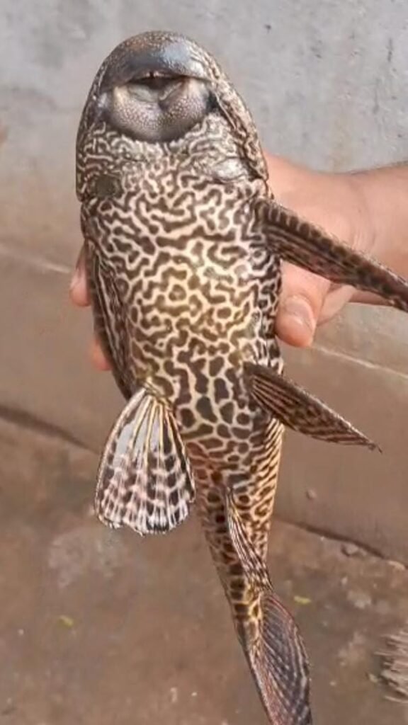 तालाब में मिली चार आंखों वाली दुर्लभ अमेरिकन कैट फिश…