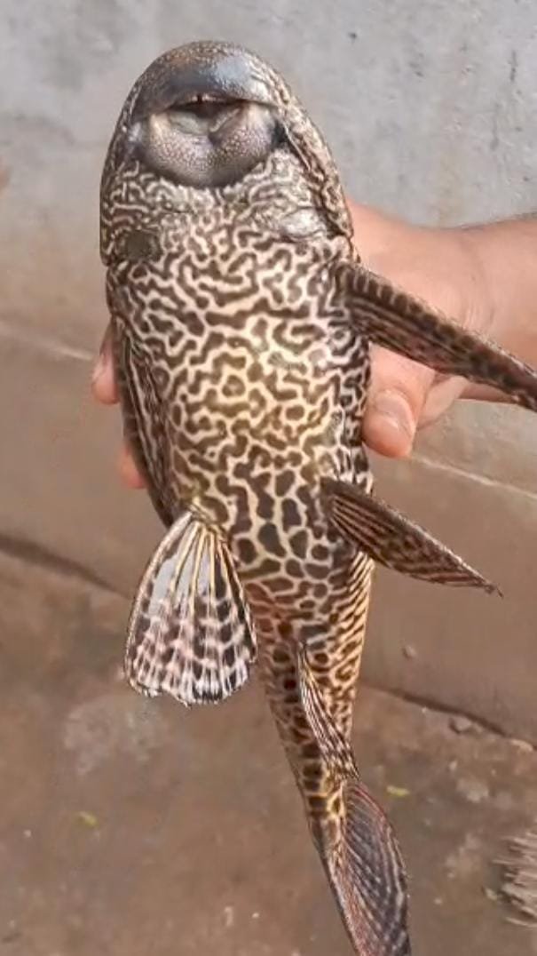 तालाब में मिली चार आंखों वाली दुर्लभ अमेरिकन कैट फिश…