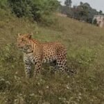 बलियापुर प्रधानखंता हाई स्कूल के पास ग्रामीणों ने जंगली तेंदुआ देखने का किया दावा, आसपास के लोगों में दहशत…