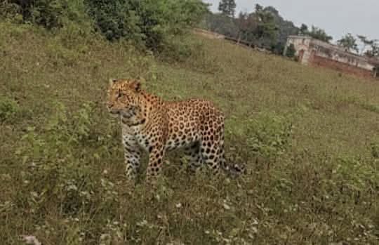 बलियापुर प्रधानखंता हाई स्कूल के पास ग्रामीणों ने जंगली तेंदुआ देखने का किया दावा, आसपास के लोगों में दहशत…