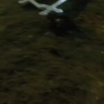 क़ब्र पर लगे ईसाई क्रॉस उखाड़ने को लेकर थाने मे हंगामा,REELS बनाने वाले दोनों आरोपी युवक गिरफ़्तार…