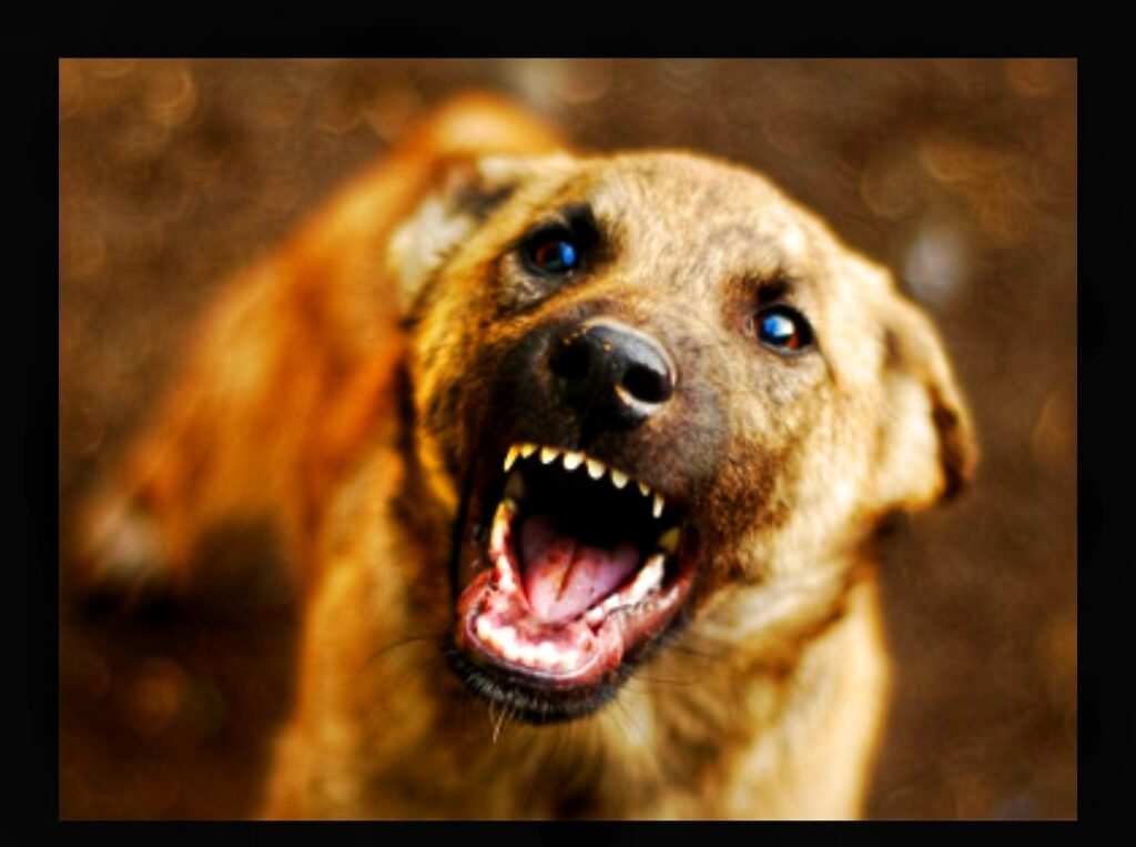 रांची में भी आवारा कुत्तों का आतंक, बच्ची को स्कूल छोड़ने गए एक शख्स को काटा…