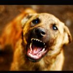 रांची में भी आवारा कुत्तों का आतंक, बच्ची को स्कूल छोड़ने गए एक शख्स को काटा…