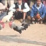 मुर्गा लड़ाई या कुछ और, लाखों रुपये की हो रही है सट्टेबाज़ी,पंचेत और गल्फरबाड़ी ओपी क्षेत्र बना सेफ जोन,आदिवासी बच्चे हो रहे है प्रभावित…