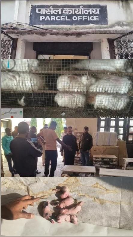 धनबाद में खरगोश के साथ क्रूरता व अवैध पशु तस्करी मामले में पीपुल्स फॉर एनिमल्स की अध्यक्ष मेनका गांधी ने लिया संज्ञान..प्रशासन से जांच कर कार्रवाई की मांग….