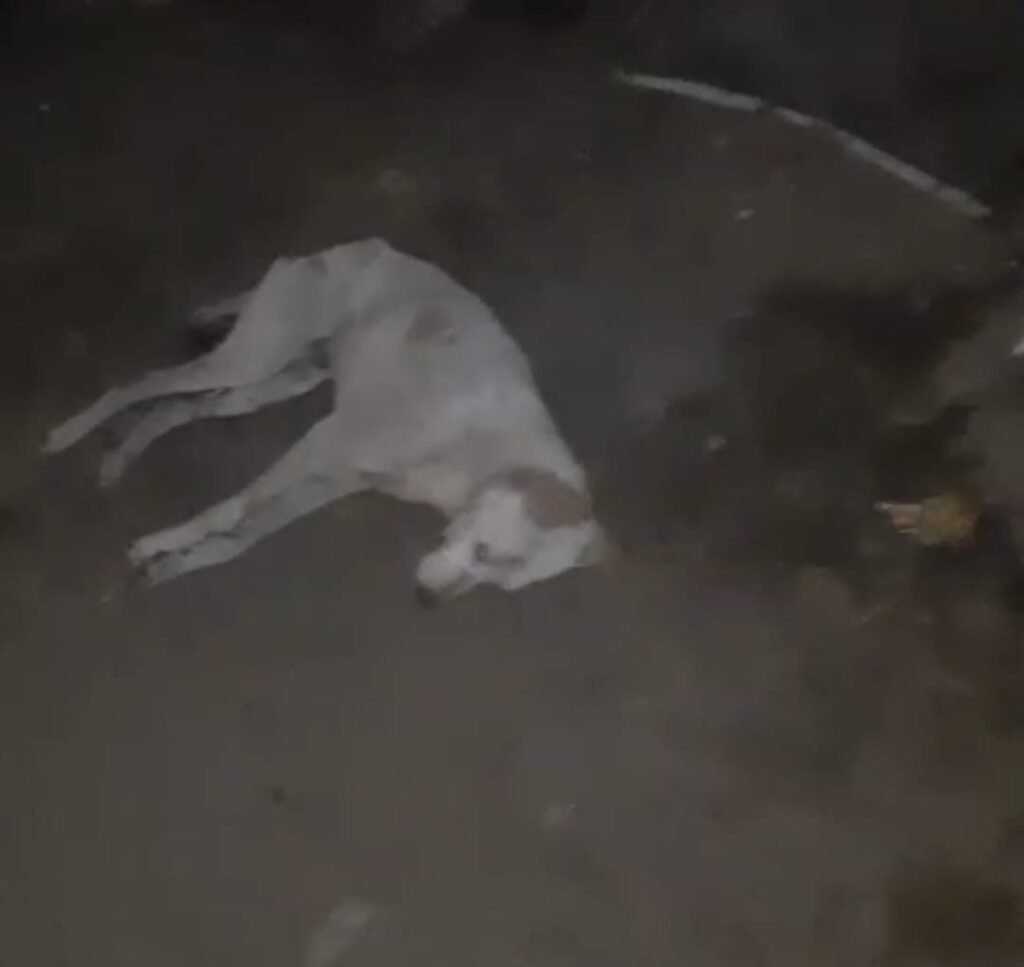 न्यू टाउन मे एक आवारा कुत्ते को दो युवकों ने पिट -पिटकर उतारा मौत के घाट, मामला दर्ज…