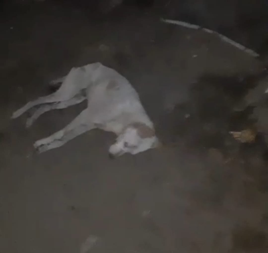 न्यू टाउन मे एक आवारा कुत्ते को दो युवकों ने पिट -पिटकर उतारा मौत के घाट, मामला दर्ज…