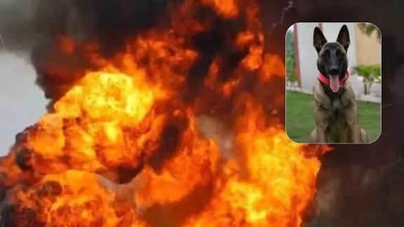 झारखंड के जंगल में शहीद हुआ ‘साइलेंट सोल्जर’, नक्सलियों की IED साजिश में CRPF का ‘हीरो डॉग’ ने दी जान…