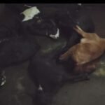 जहर खाने के पांच बकरी की मौत…