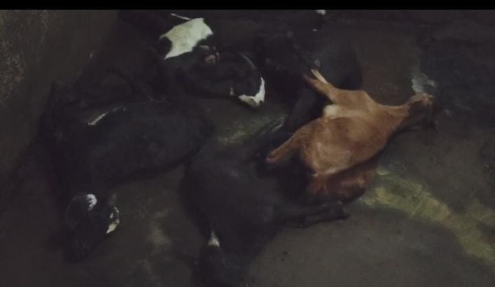 जहर खाने के पांच बकरी की मौत…