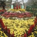 मनमोहनी अंदाज में सजी मैथन डैम पर फूलों की बगिया…