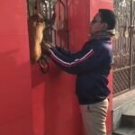 अपनी सूजबूझ से युवक ने दो बंदरों की होने वाली तस्करी की कोसिस को किया नाकाम, वन विभाग को शौंपा…