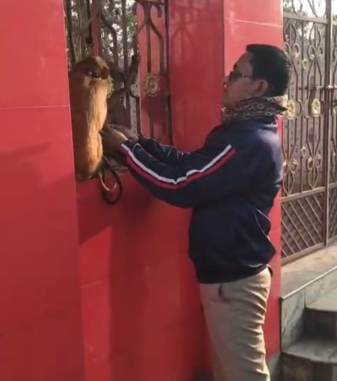 अपनी सूजबूझ से युवक ने दो बंदरों की होने वाली तस्करी की कोसिस को किया नाकाम, वन विभाग को शौंपा…