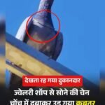 ज्वैलरी दुकान में रखें सोने के चेन पर आया कबूतर का दिल…फिर किया हुआ, ख़बर पढ़िए…