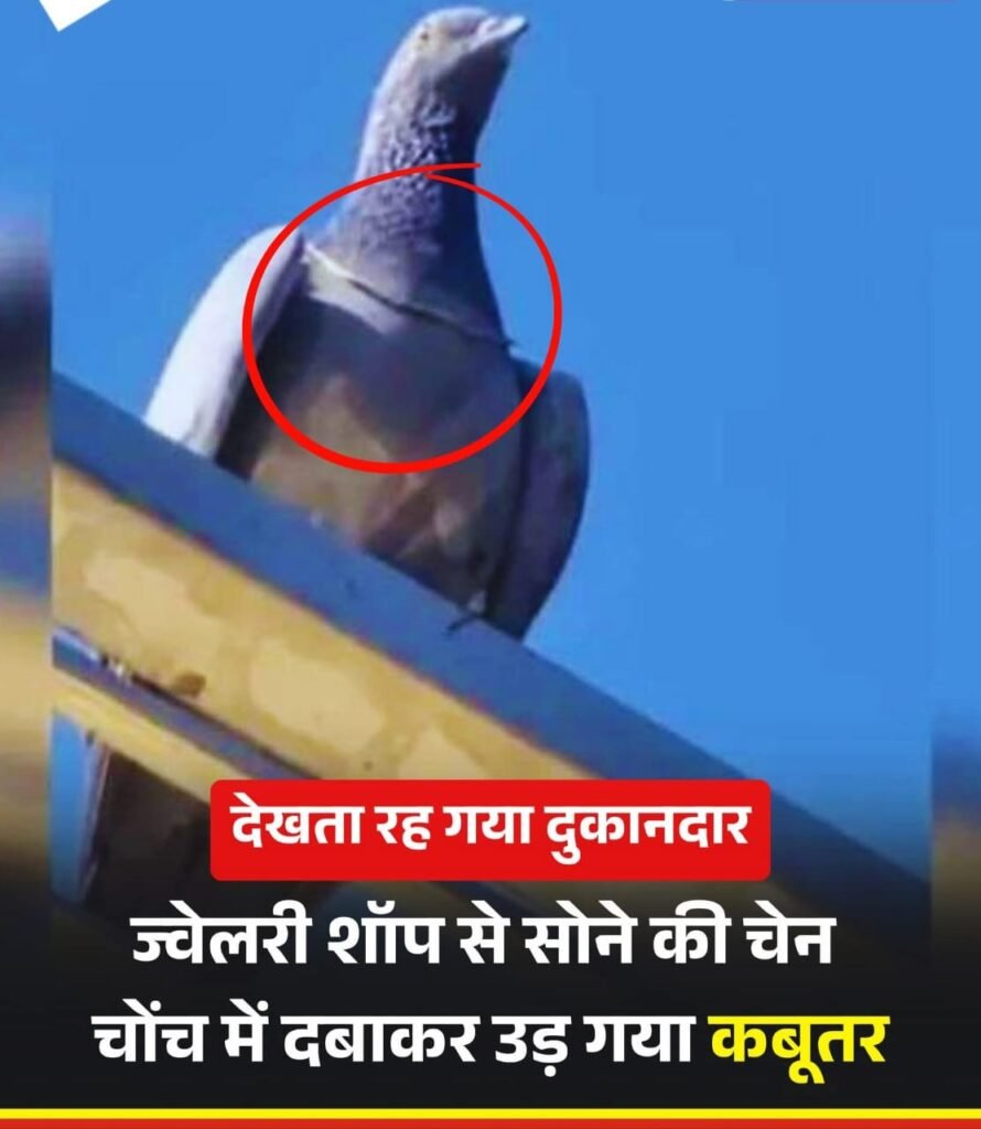 ज्वैलरी दुकान में रखें सोने के चेन पर आया कबूतर का दिल…फिर किया हुआ, ख़बर पढ़िए…