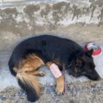 सेना के स्निफर डॉग के वीरता की पूरे देश में चर्चा…