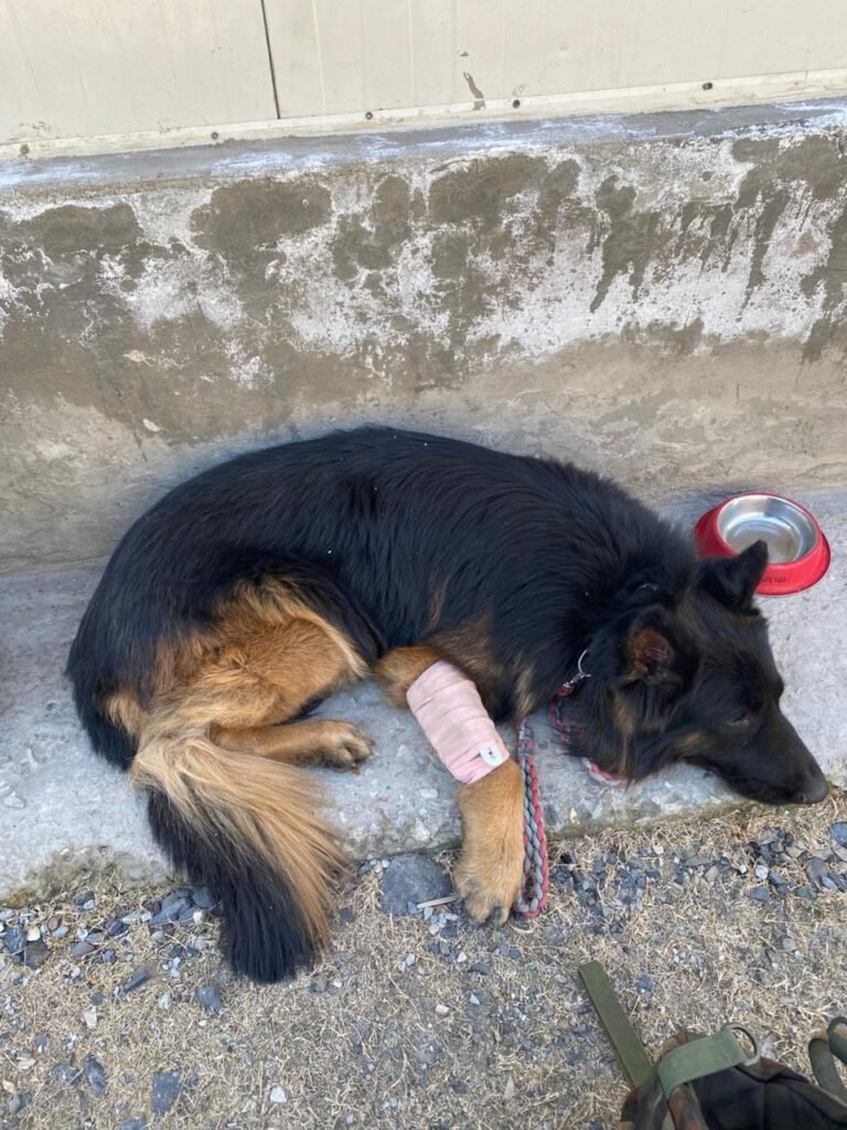 सेना के स्निफर डॉग के वीरता की पूरे देश में चर्चा…