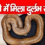 Red Sand Boa: रांची में मिला दुर्लभ सांप…