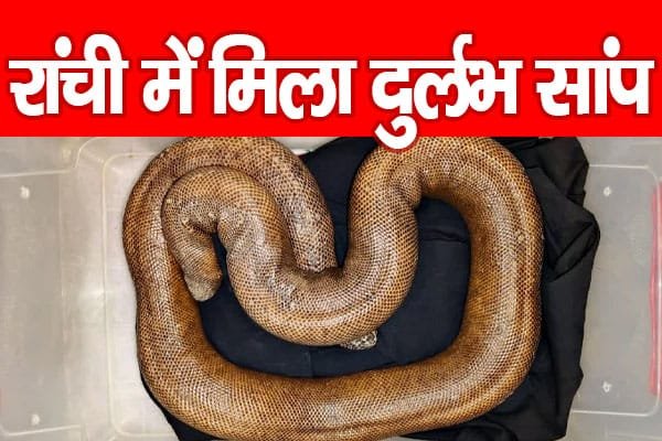 Red Sand Boa: रांची में मिला दुर्लभ सांप…
