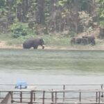 दलमा सेंचुरी में घटती हाथी-आबादी, वनों पर संकट…