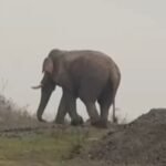 सरायकेला ब्रेकिंग: चांडिल में गजराज का उत्पात, स्कूल का डेढ़ क्विंटल मिड-डे मील चावल चट किया, केले के बागान और खीरा की फसल रौंदी…