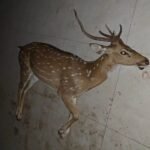 लोहरदगा में दर्दनाक घटना: प्यास से बेहाल हिरण कुएं में गिरा, डूबने से मौत…