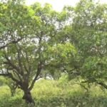 धनबाद का ऐतिहासिक काजू बागान बनेगा पर्यटन हब, स्थानीय युवाओं को मिलेगा रोजगार का नया अवसर