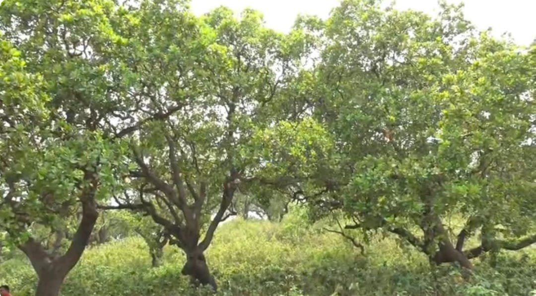 धनबाद का ऐतिहासिक काजू बागान बनेगा पर्यटन हब, स्थानीय युवाओं को मिलेगा रोजगार का नया अवसर